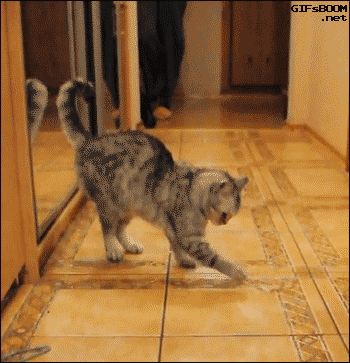 giphy (5).gif